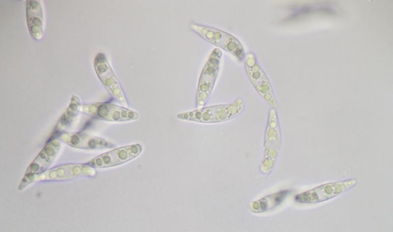 macrostoma