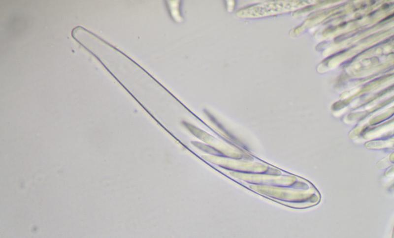 macrostoma