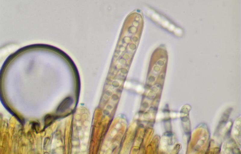 macrostoma