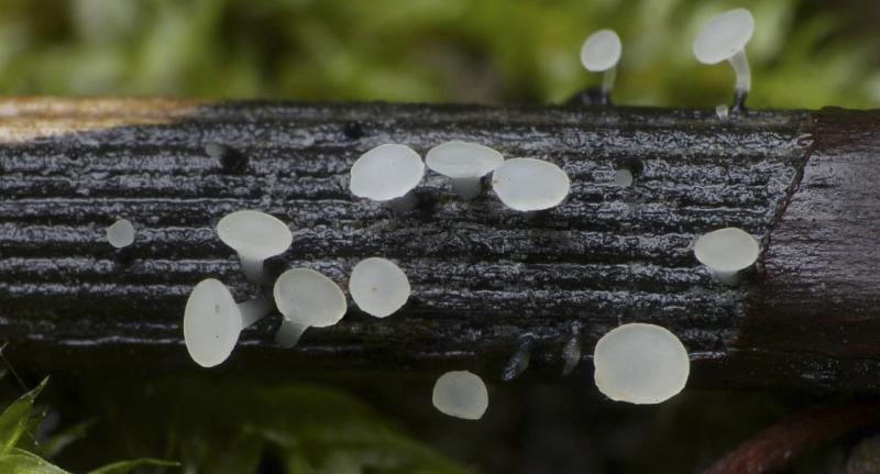 macrostoma