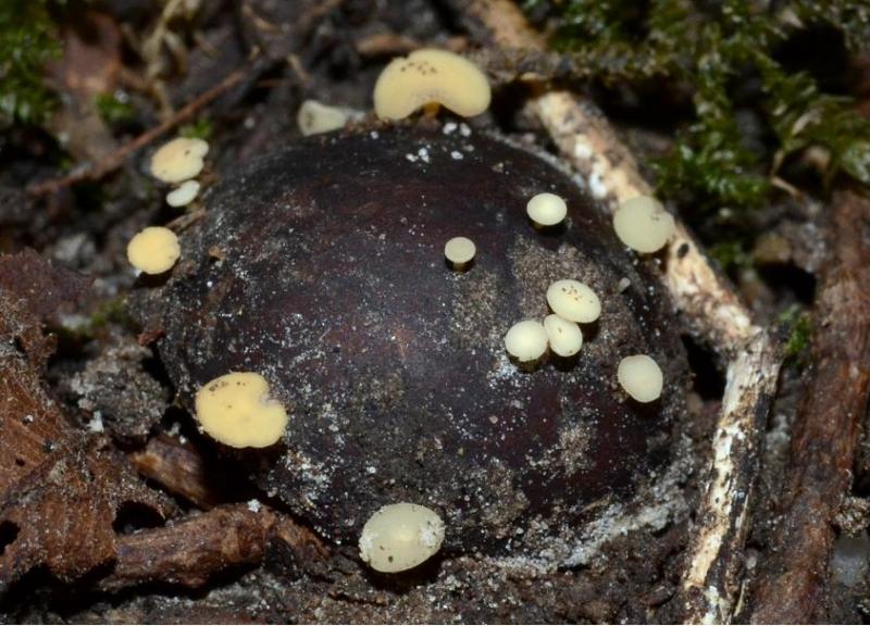 macrostoma
