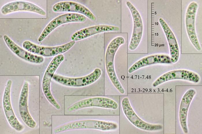 macrostoma