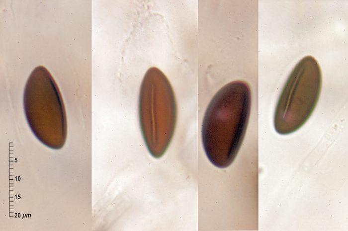 macrostoma