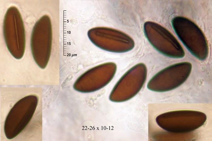 macrostoma