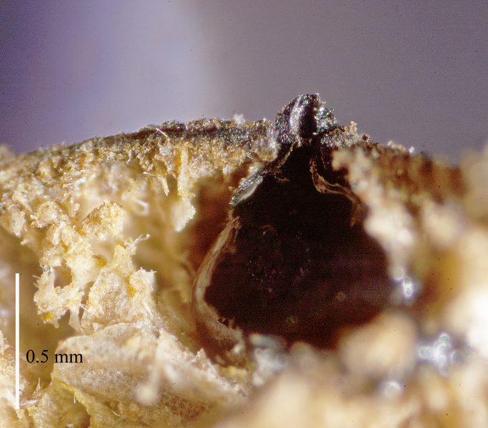 macrostoma