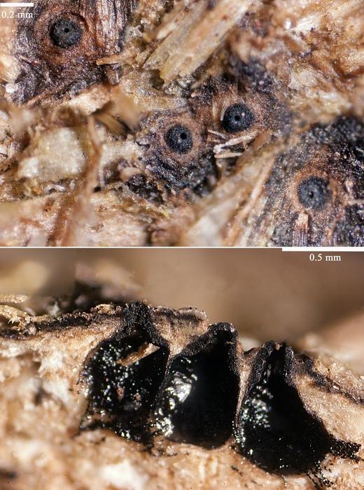 macrostoma
