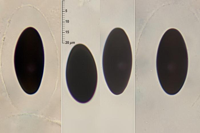 macrostoma