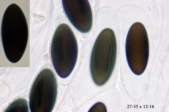 macrostoma