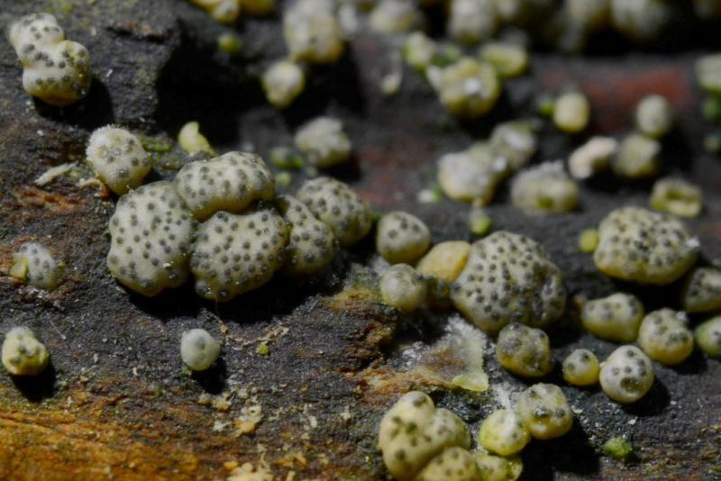 macrostoma