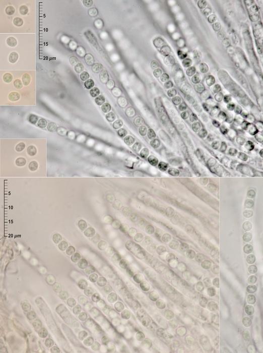 macrostoma