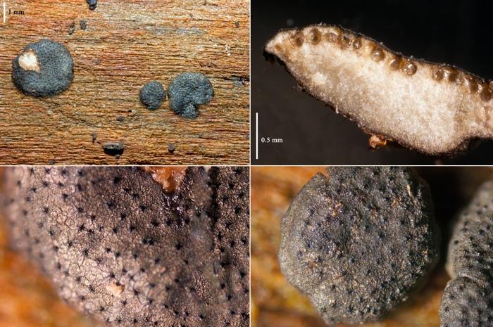 macrostoma