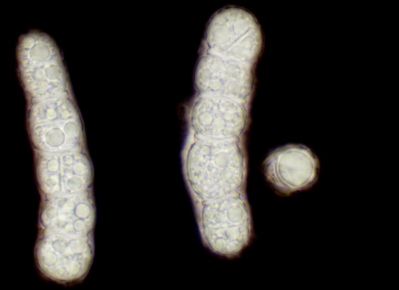 macrostoma