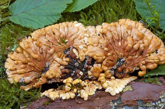 macrostoma
