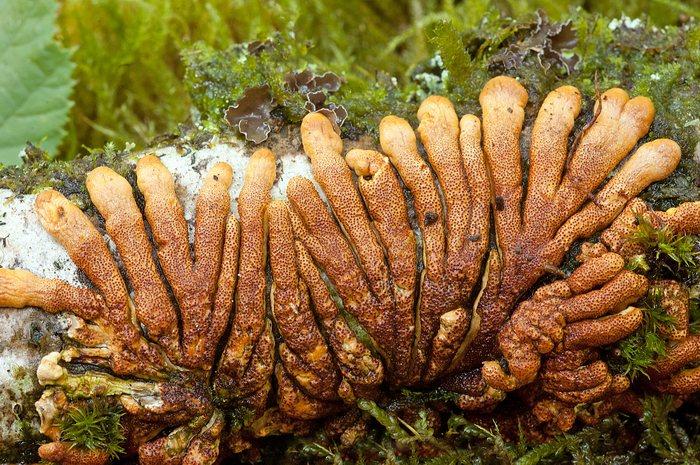 macrostoma