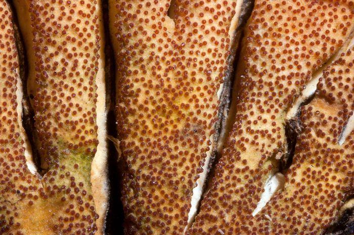 macrostoma