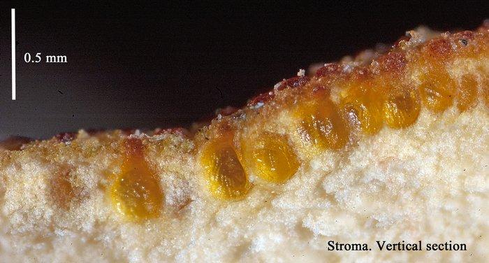 macrostoma