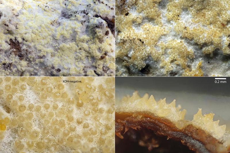 macrostoma