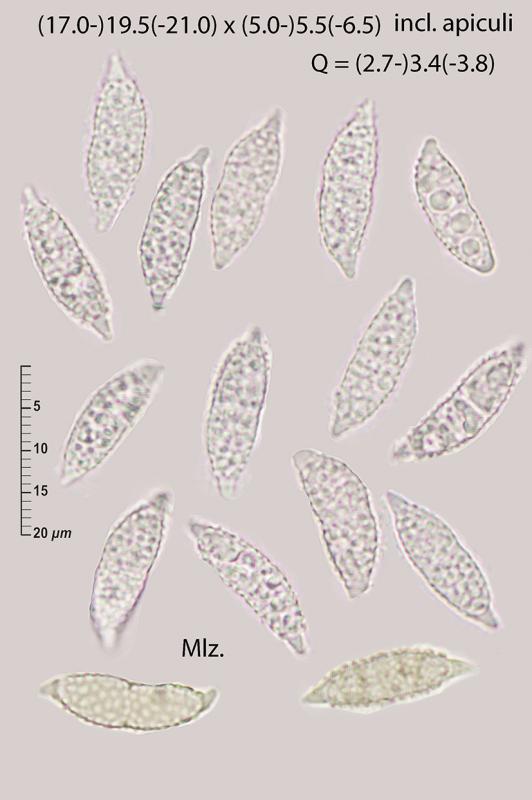 macrostoma
