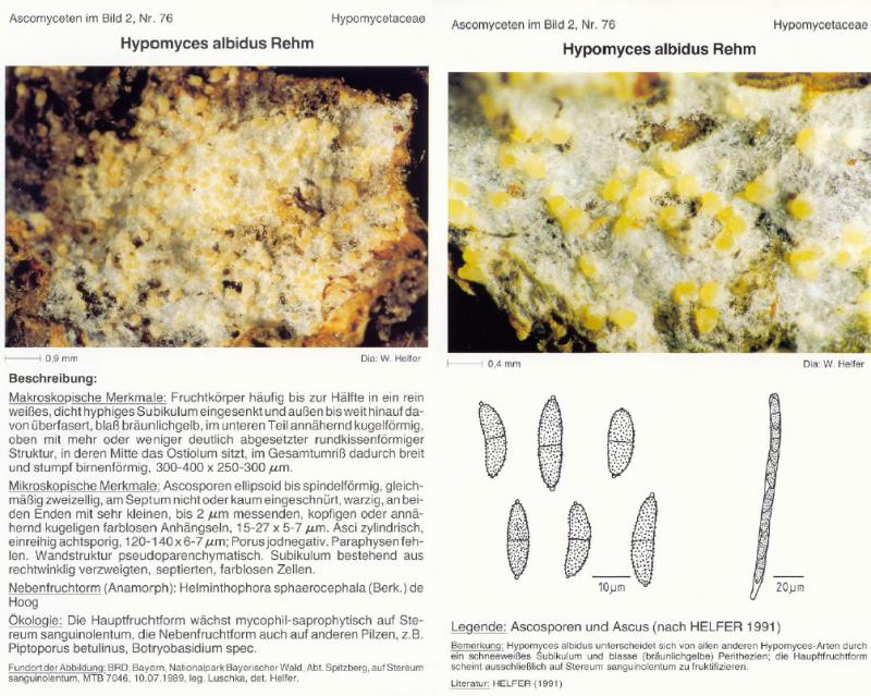 macrostoma
