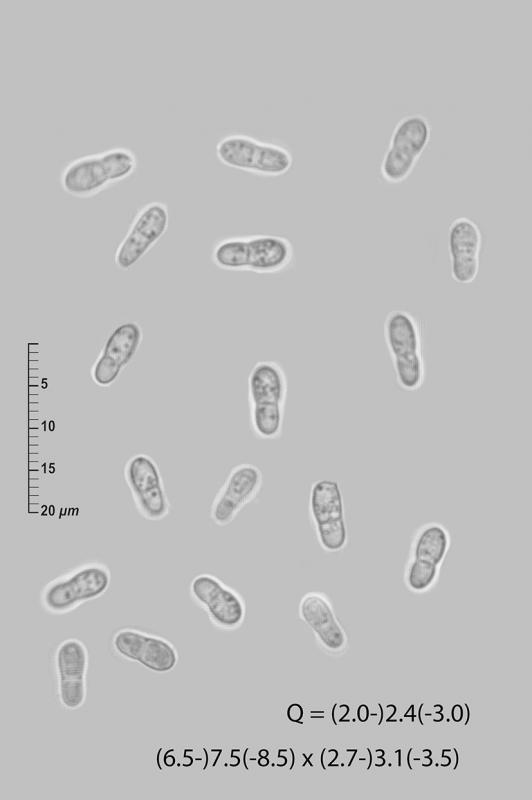 macrostoma