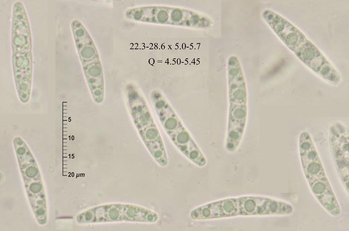 macrostoma