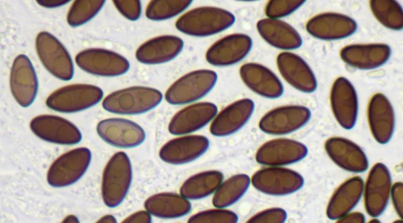 macrostoma
