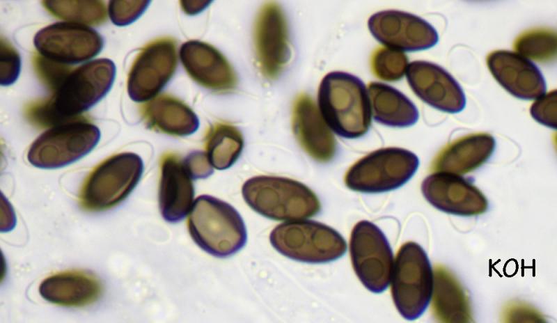 macrostoma
