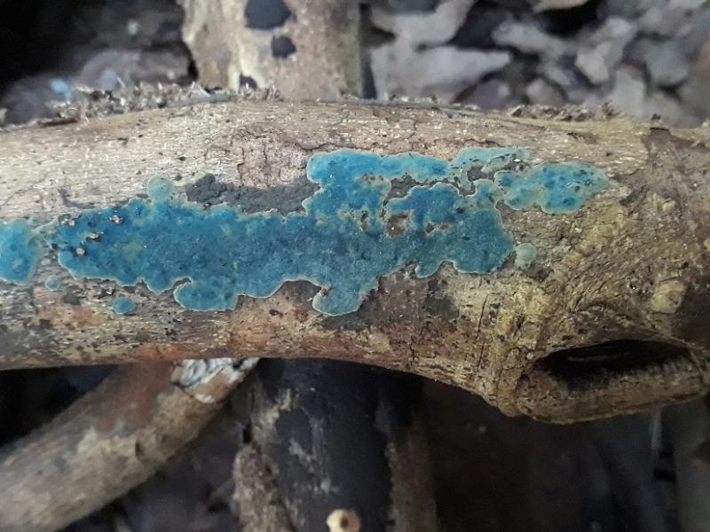macrostoma