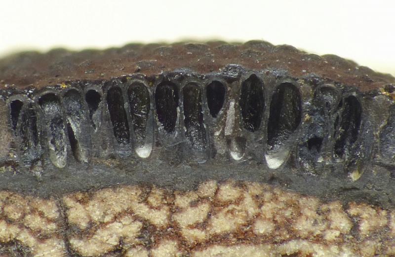 macrostoma
