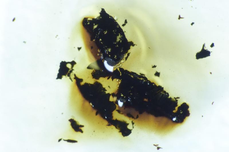 macrostoma