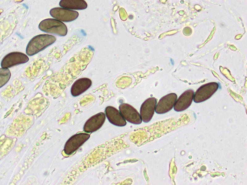macrostoma