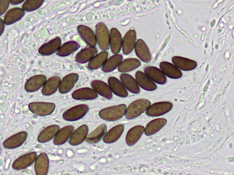 macrostoma