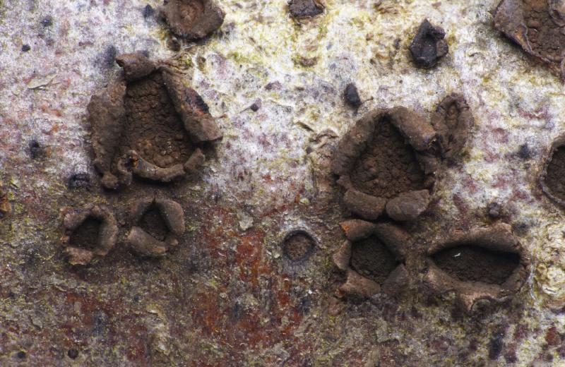 macrostoma