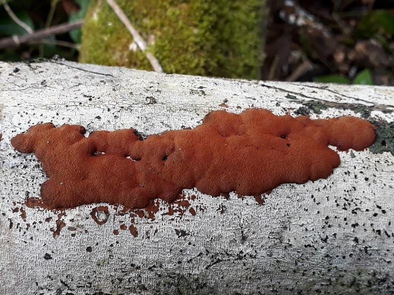 macrostoma
