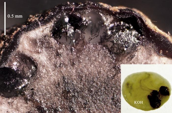 macrostoma