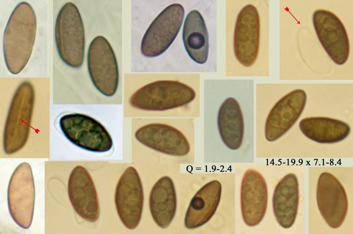 macrostoma