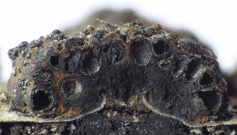 macrostoma