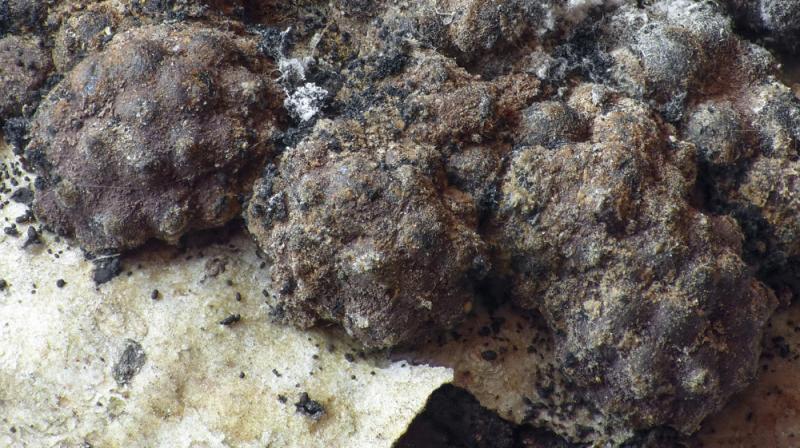 macrostoma