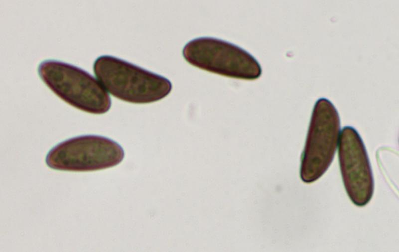 macrostoma