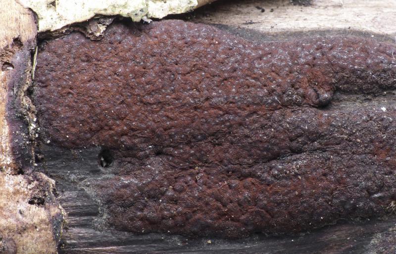 macrostoma