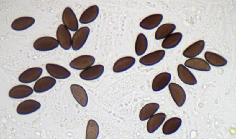 macrostoma
