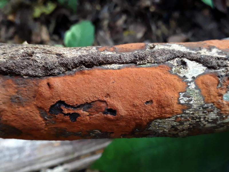 macrostoma