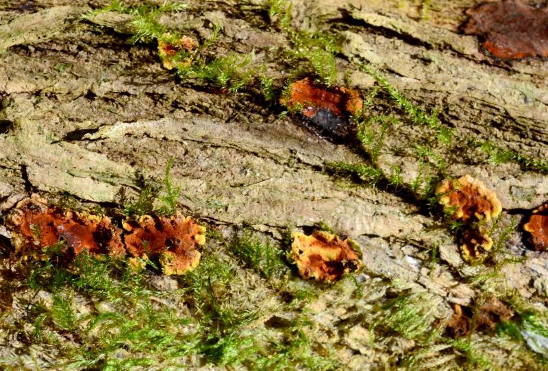 macrostoma