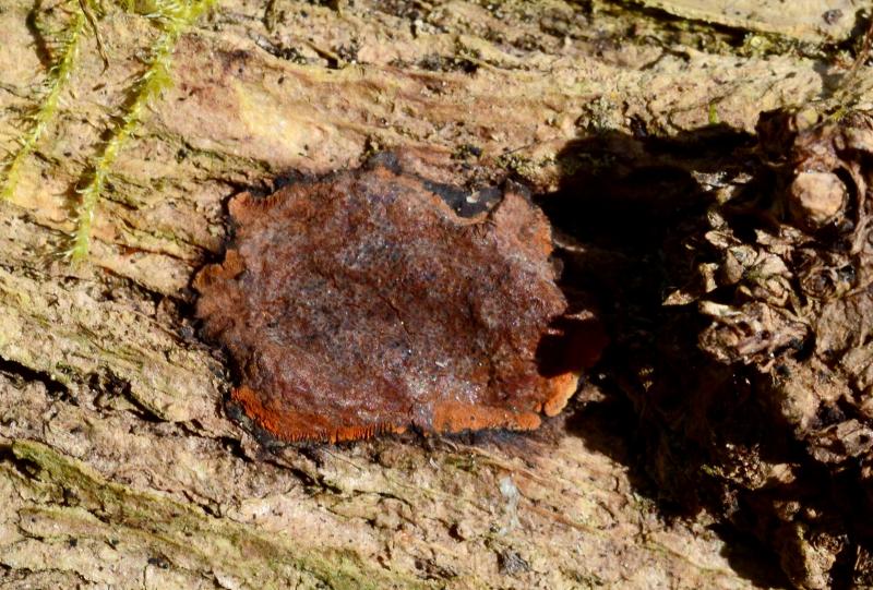 macrostoma