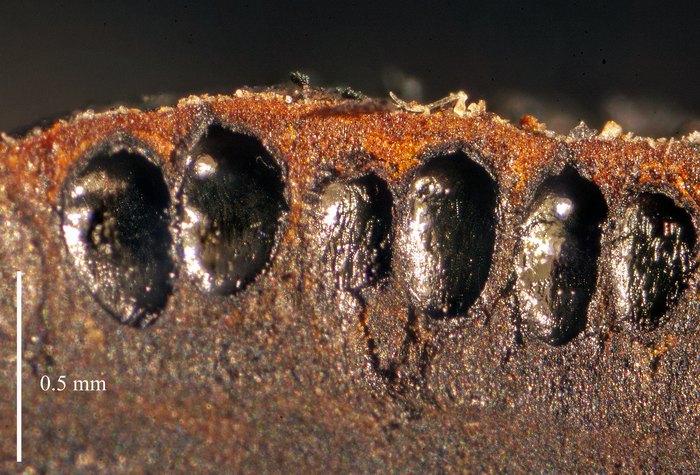 macrostoma