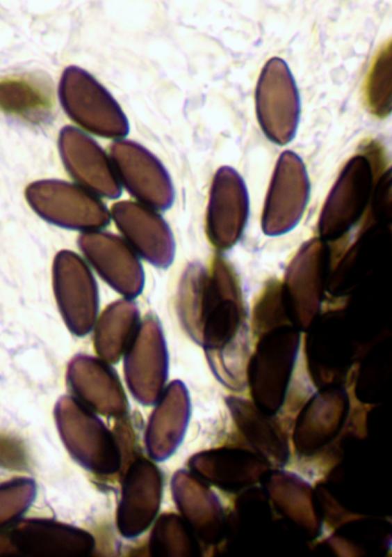 macrostoma