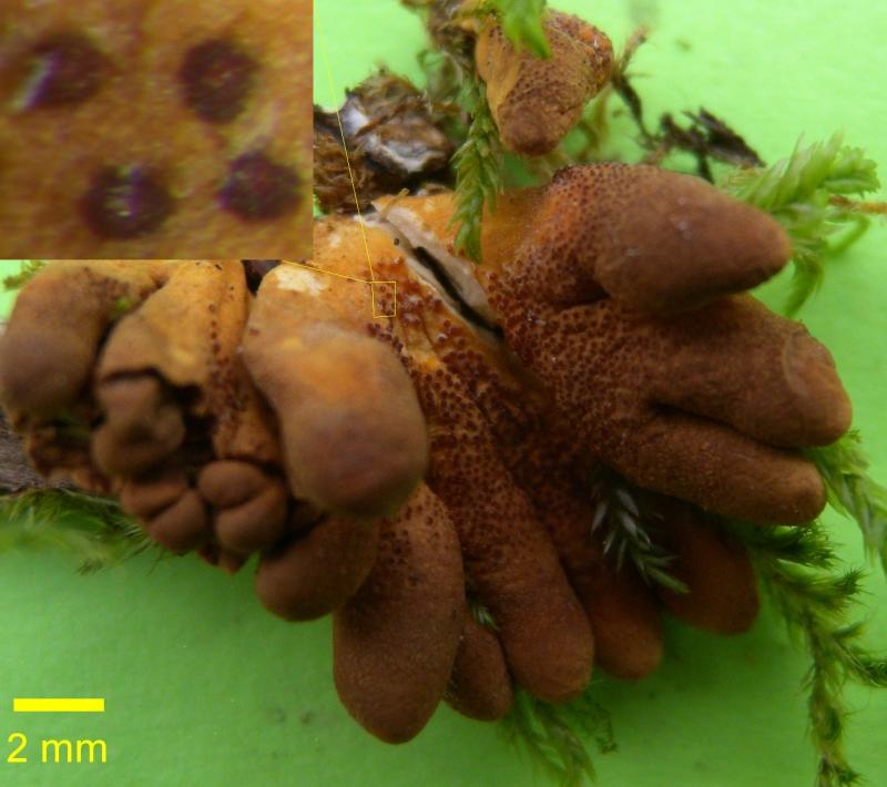 macrostoma