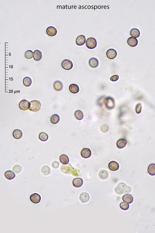 macrostoma