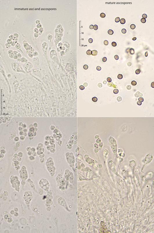 macrostoma