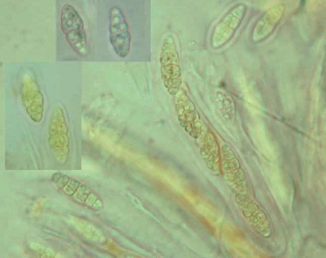 macrostoma